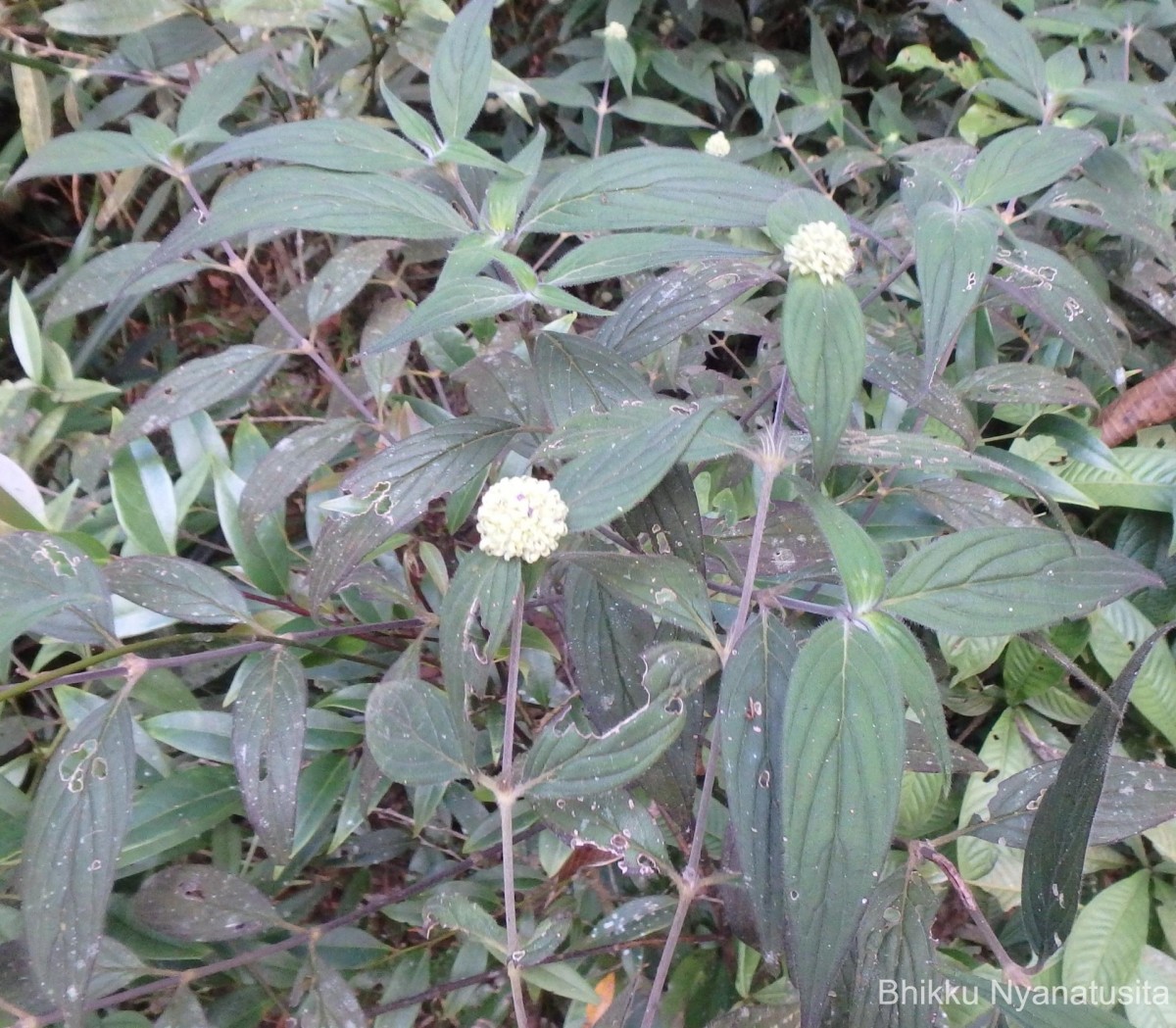 Hedyotis thwaitesii Hook.f.